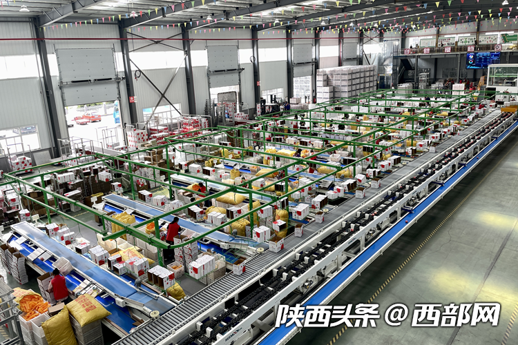 延安洛川的现代苹果产业园选果包装生产线