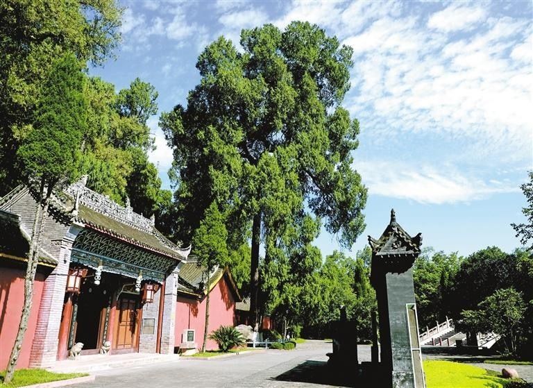 武侯墓玉带桥前的千年古柏枝繁叶茂。记者 杜玮 摄