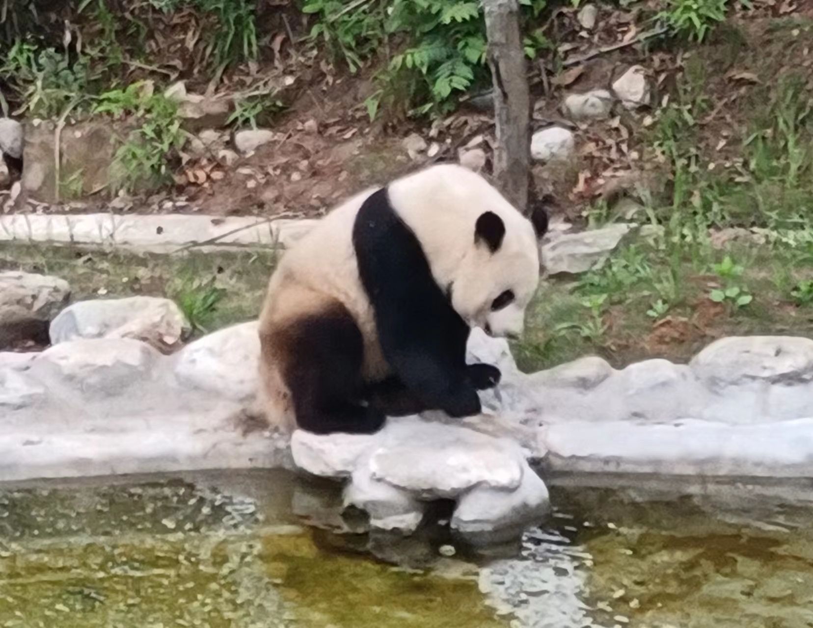 团子在水边“照镜子”臭美。