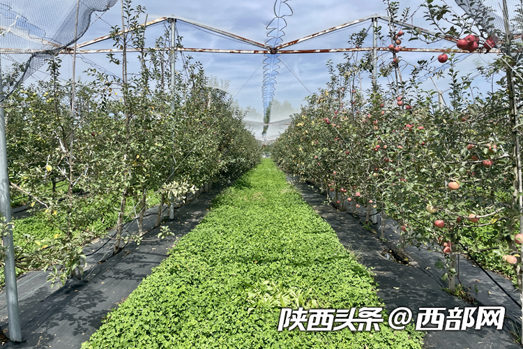 洛川苹果创新中心示范园