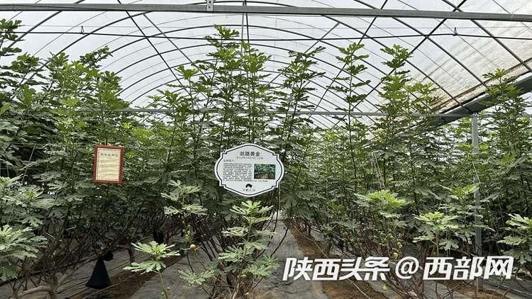 杨凌菲格庄园无花果种植基地