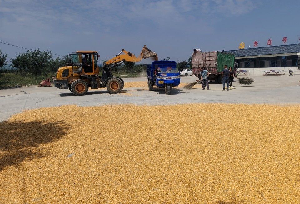 农民们在村部广场晾晒玉米（本文图片由澄城县韦庄镇人民政府提供）