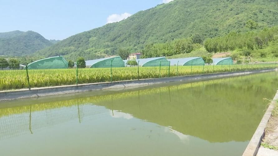 双河镇稻鱼综合种养示范区