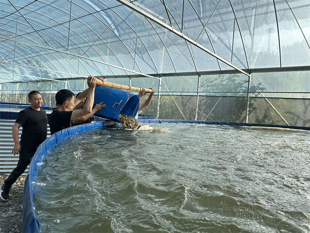 10多万尾黄辣丁鱼苗正式投入12个高密度陆地式养鱼池中