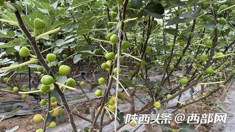 杨凌菲格庄园内