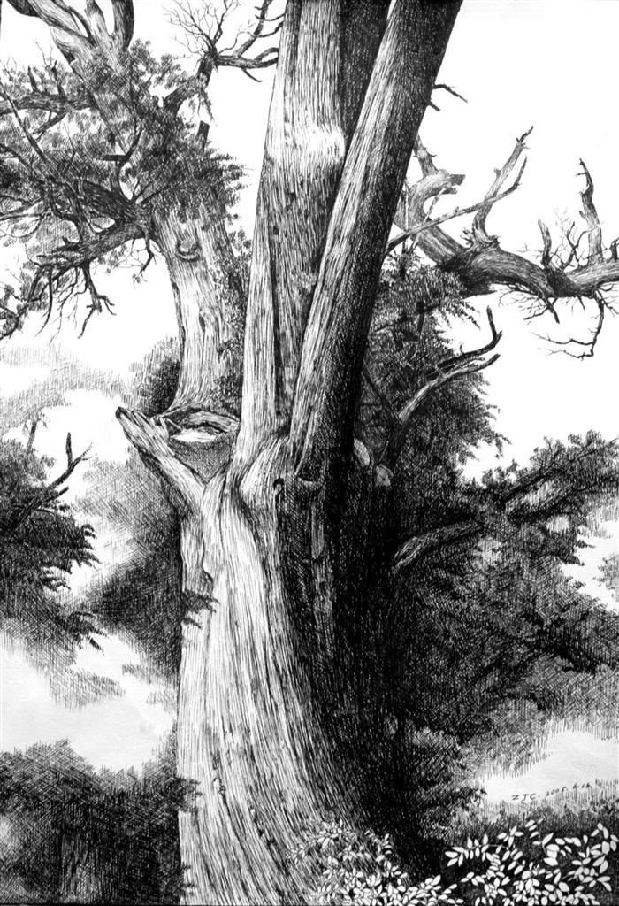 古柏（钢笔画）。张军朝 作