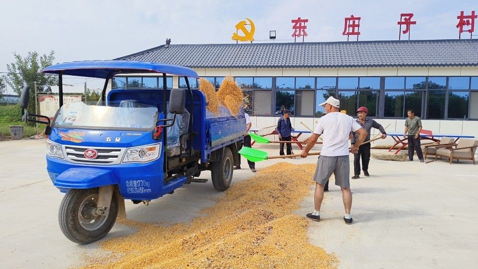 农民们整理晾晒好的玉米