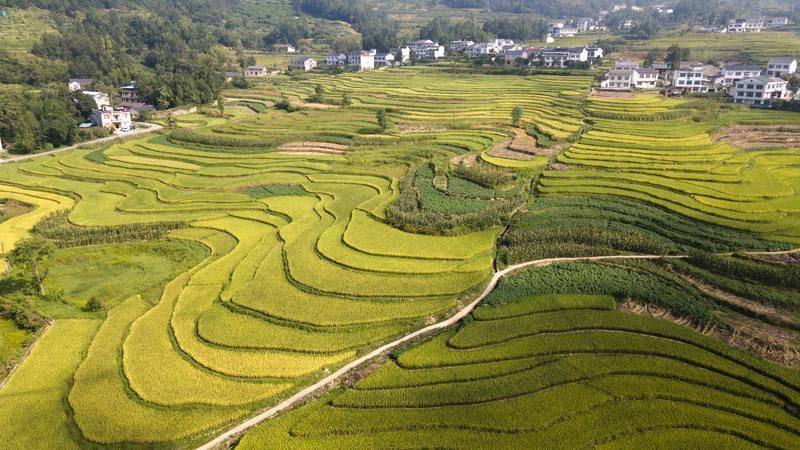 层层梯田向上分布,从远处瞭望,就像是一处为巨人登天而建造的长梯。