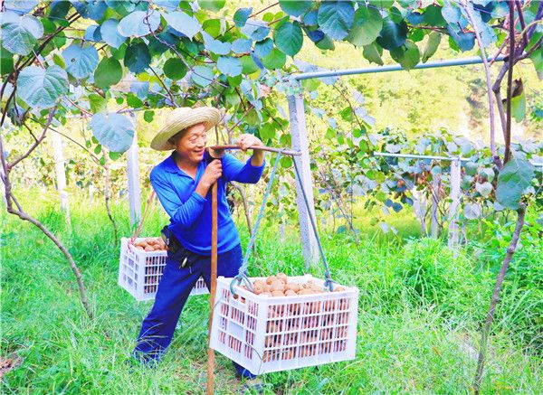 果农挑起了“幸福的担子”