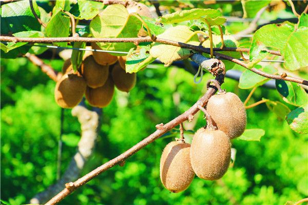 在阳光的孕育下长成了“金果果”