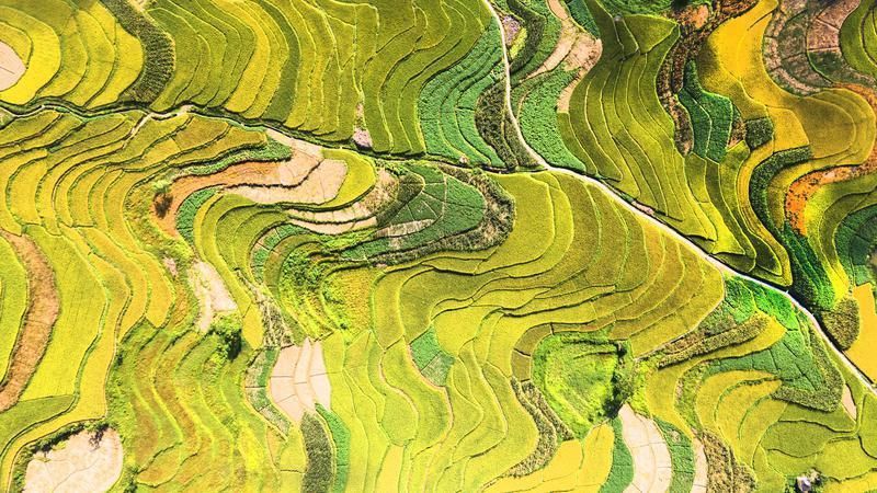 阳光照射下,一片金黄稻浪。