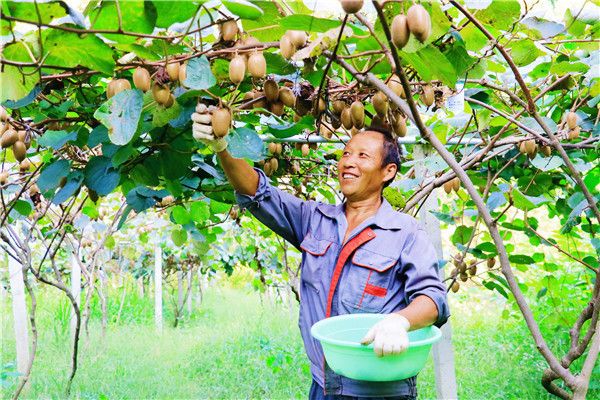 果农脸上洋溢着丰收的喜悦