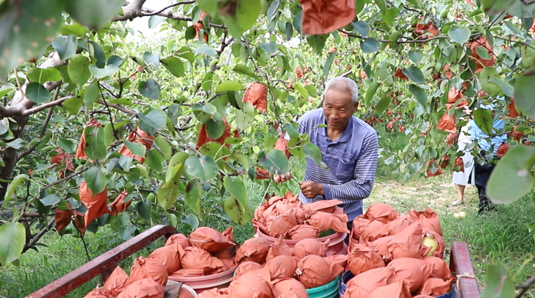 果农正在采摘酥梨(本文图片由澄城县融媒体中心提供)