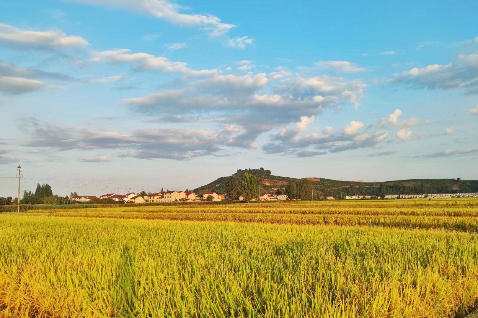 风吹稻浪谷飘香。（本文图片由罗汉涛拍摄）