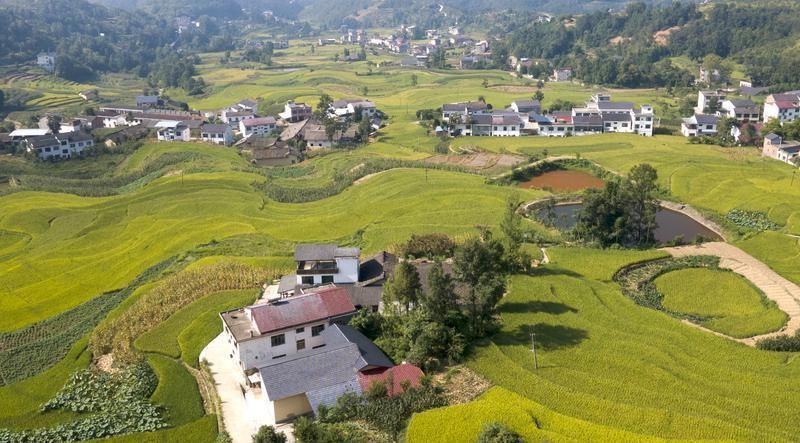 微风吹拂,稻禾摇曳,散发出阵阵清香。