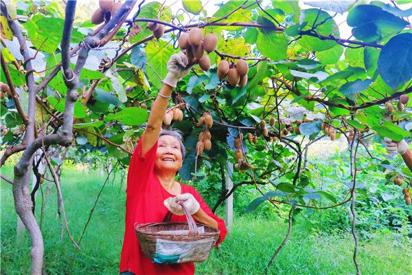 采摘“金果果”