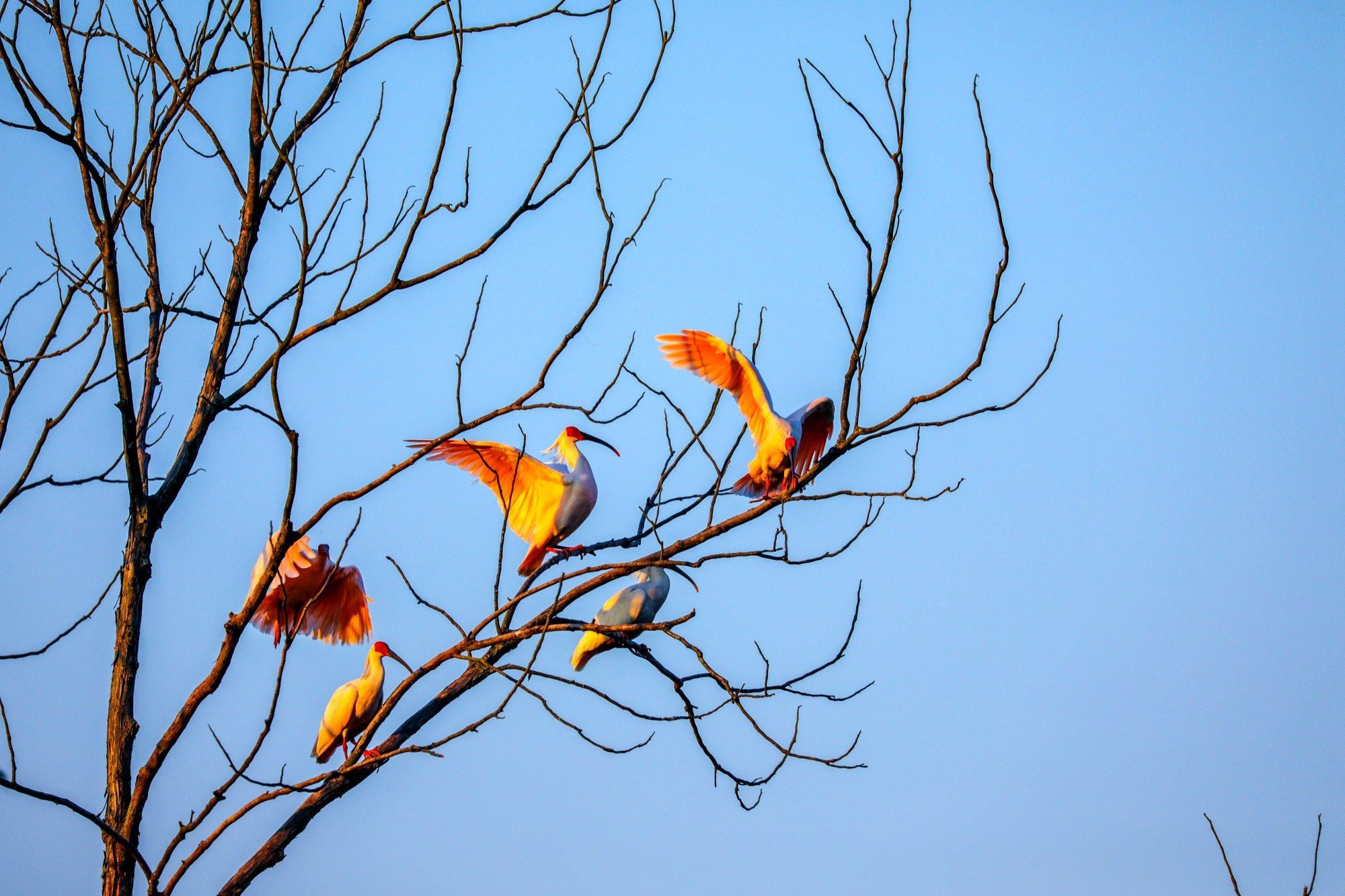 阳光洒落在朱鹮身上（央广网发 陈善快 摄）