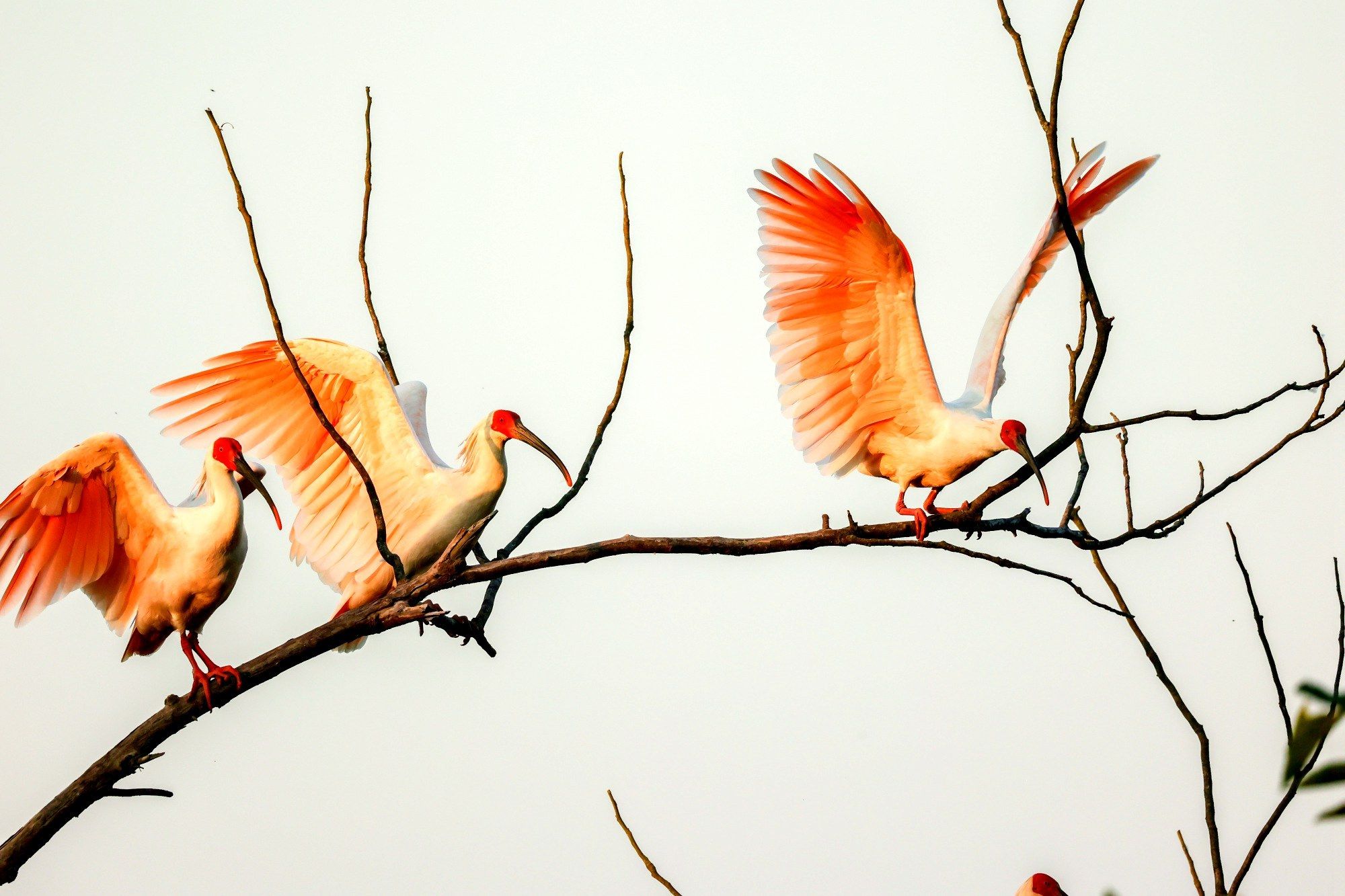 朱鹮停留在枝头（央广网发 陈善快 摄）