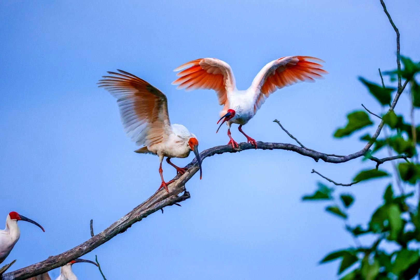 朱鹮在枝头嬉戏（央广网发 陈善快 摄）