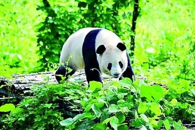 秦岭大熊猫 陕西省林业局供图