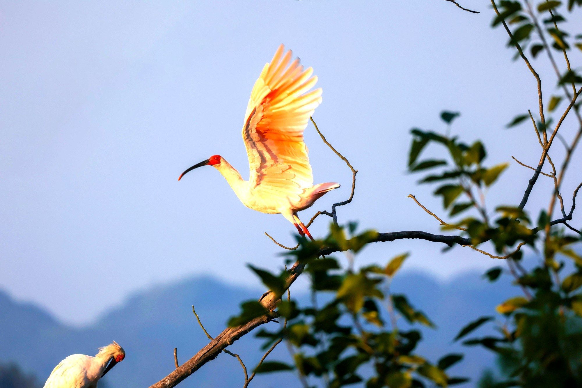 振翅起飞的朱鹮（央广网发 陈善快 摄）