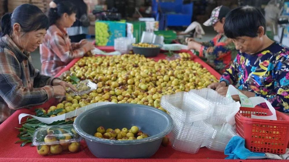 农业园的工作人员精选冬枣进行装盒