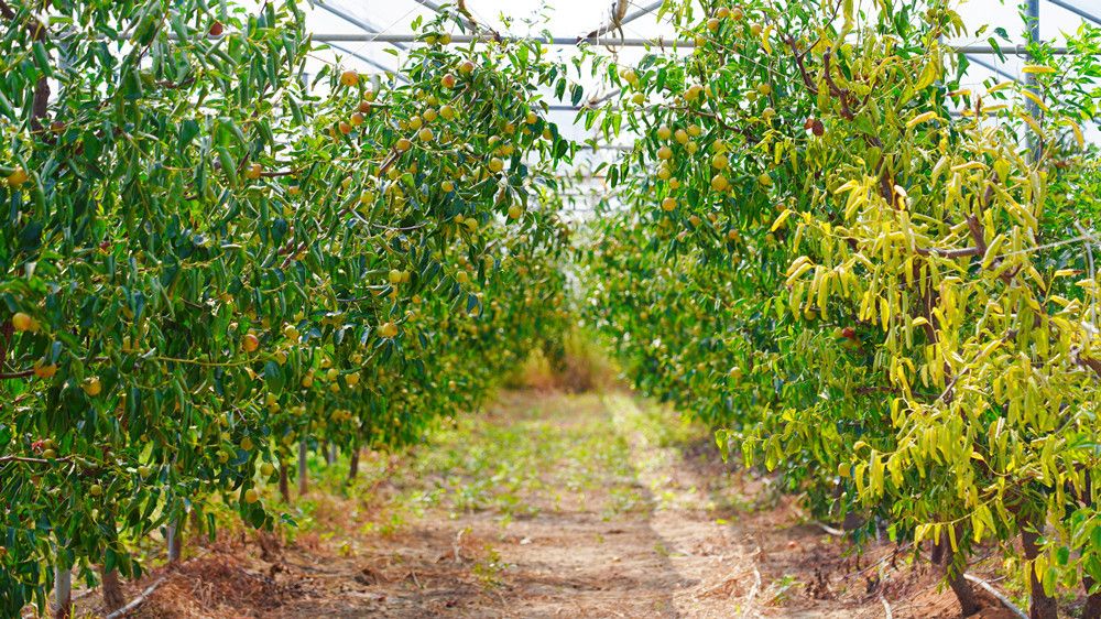 果实累累的冬枣园