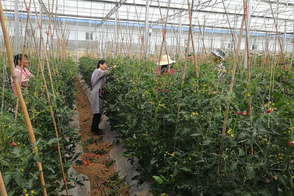 在麟游县西坊现代农业智慧大棚内，工作人员正在检查果蔬生长情况。