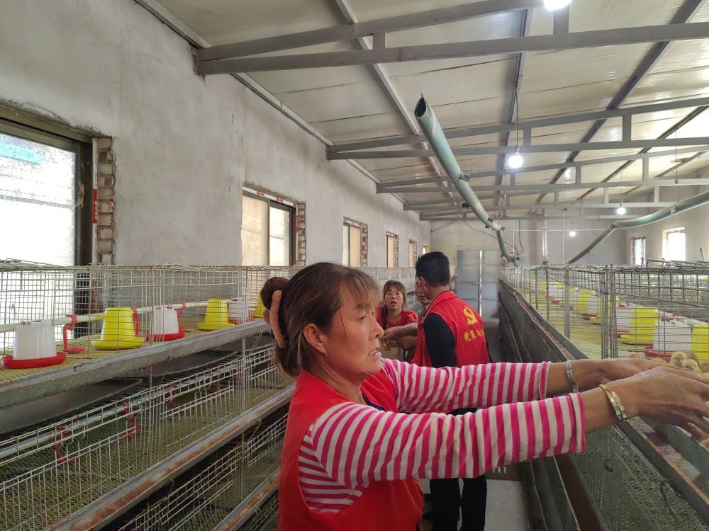 在麟游县万家城村林下生态养殖产业园，工作人员正在将新鸡苗送入鸡舍。