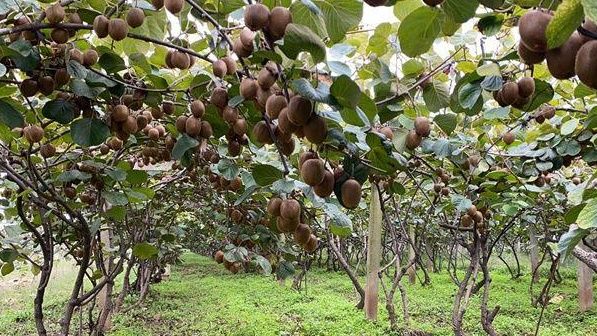 营养丰富的猕猴桃。