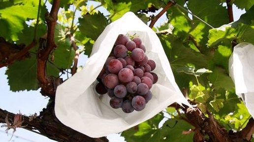 粒粒饱满的葡萄。