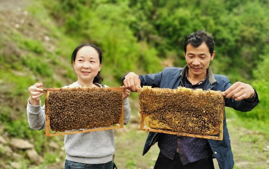 林下养蜂