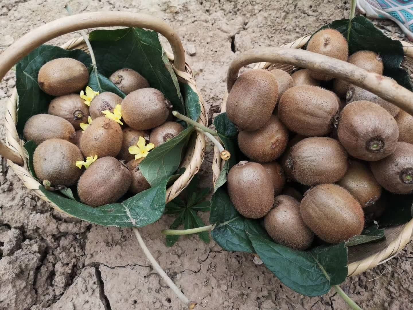 猕猴桃是眉县农民增收致富的主导产业。