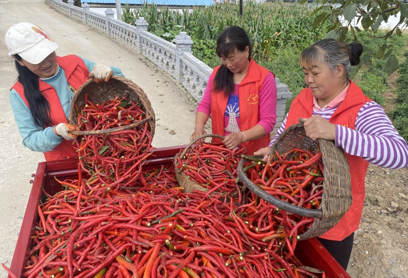 丰收的辣椒 熊思南 摄