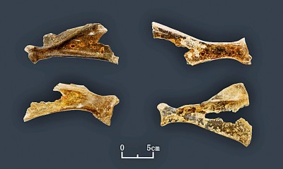 太平遗址出土的卜骨&nbsp;作者供图