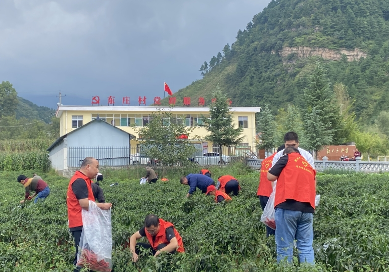 志愿者帮助村民采摘辣椒 熊思南 摄