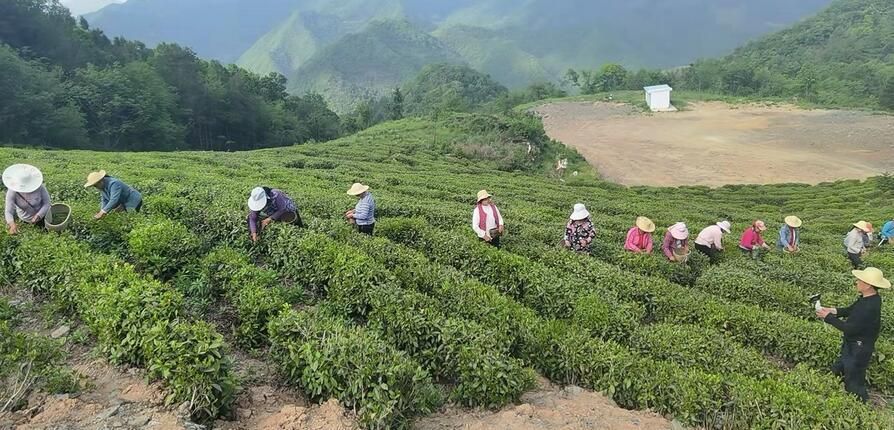 茶园焕发新活力