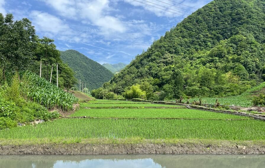 双河村稻鱼养殖基地