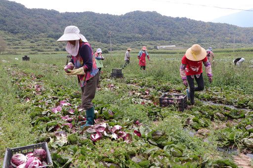 塘口村村民采收蔬菜。记者 孙海 摄