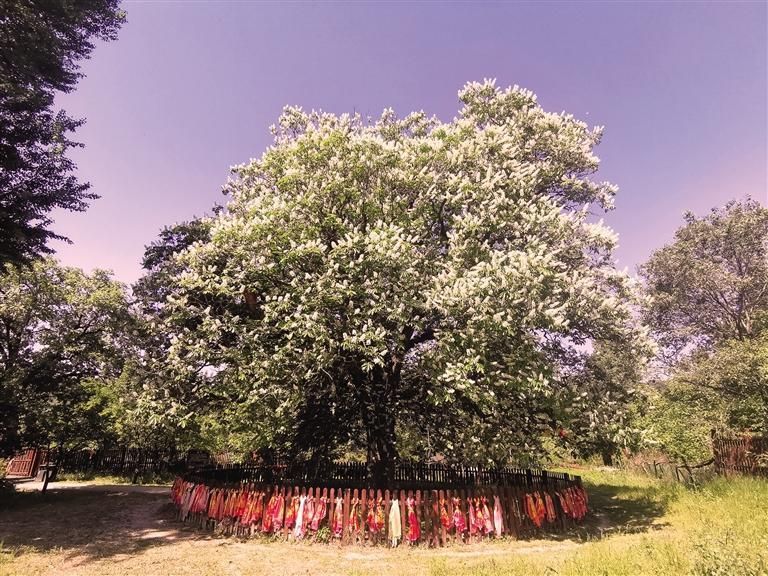 玄奘手植娑罗树。通讯员 刘海平 摄