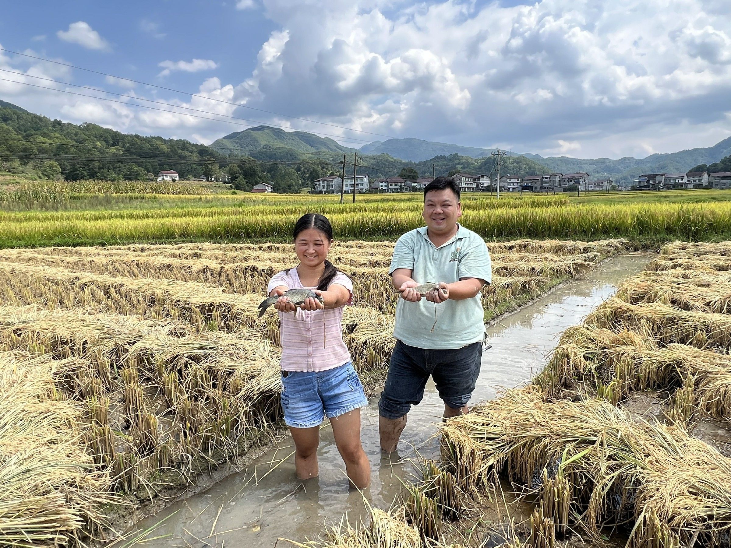 镇巴实现“一水两用、一田双收”,生态效益和经济价值大幅提升。
