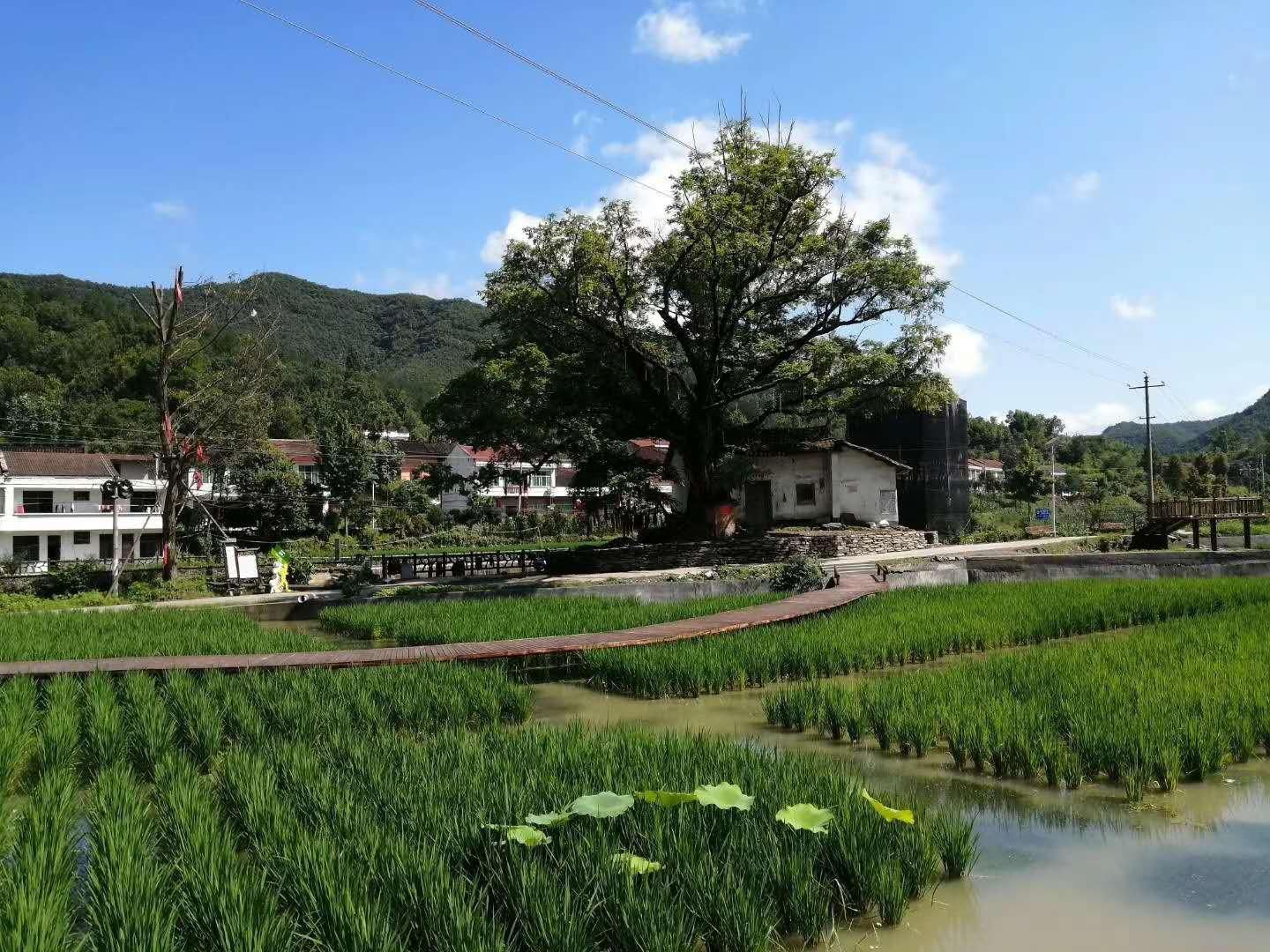 乡野民居