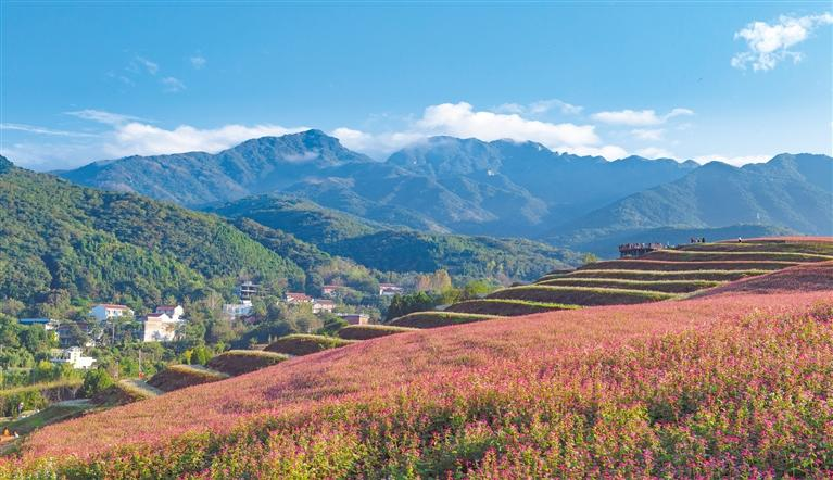 陕西蓝田县荞麦岭的花经济