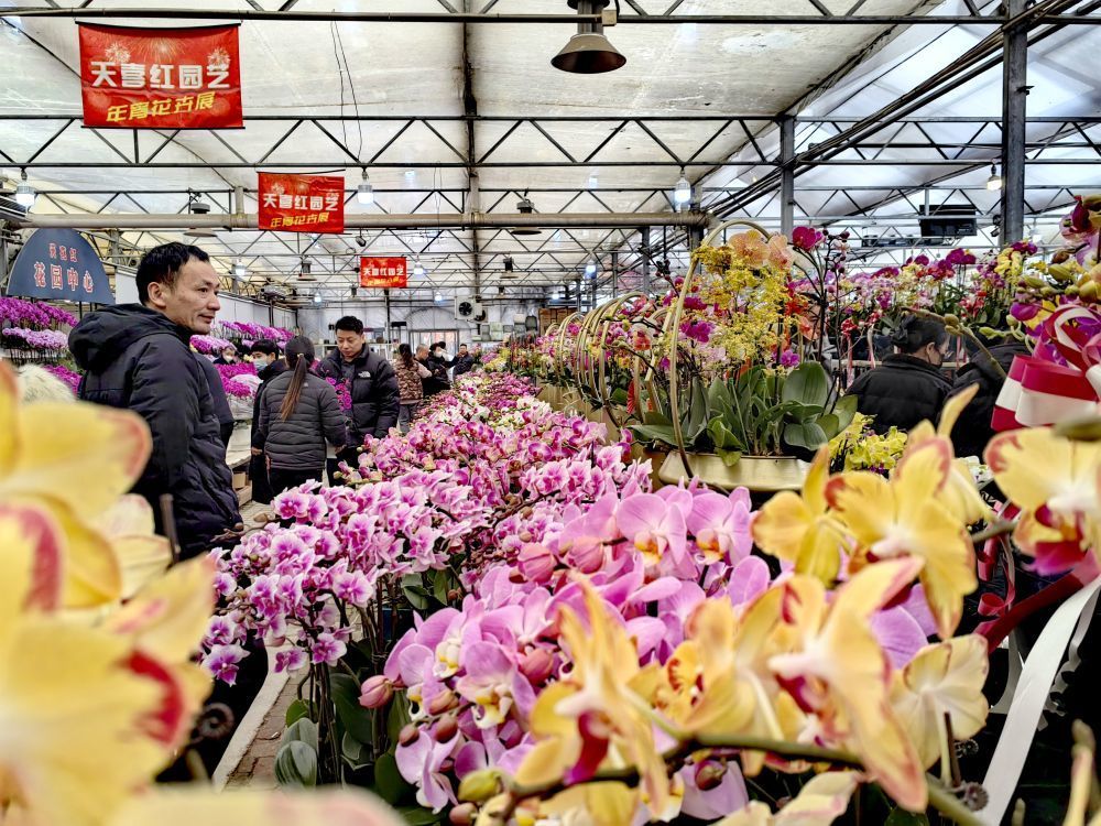 好香的年味!蝴蝶兰成为西北老乡过年“新宠”