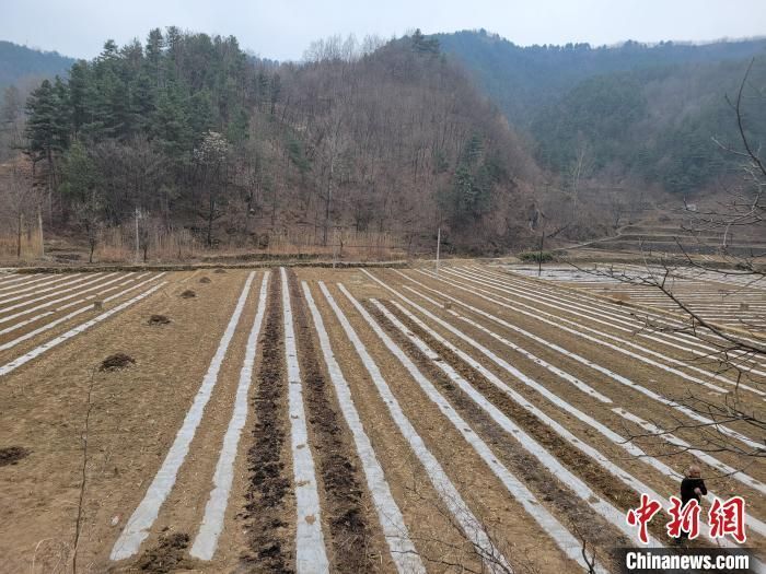 商洛高标准建设四块田抢抓农时忙春耕