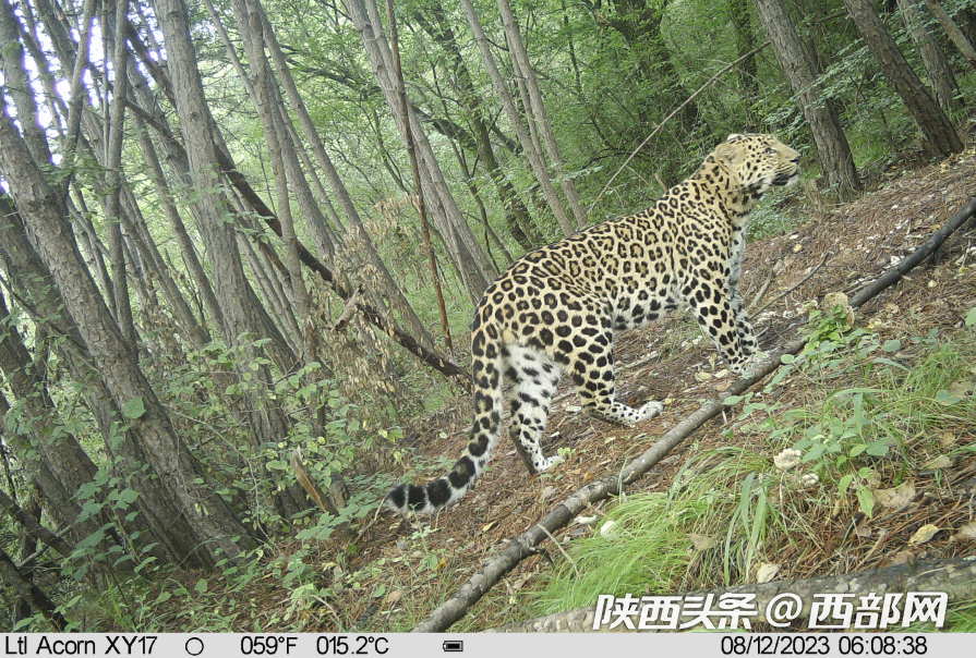 陕西旬邑:马栏石门林区金钱豹频繁"出镜 "
