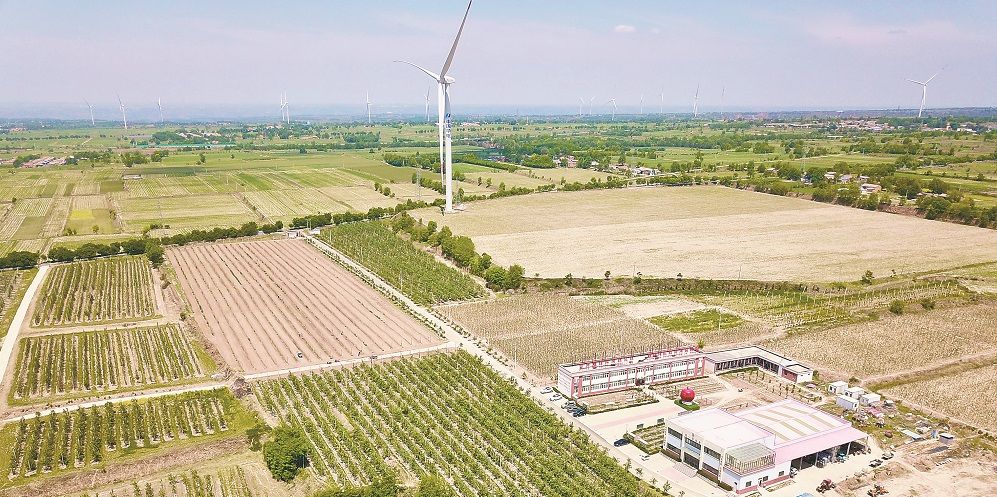 "咸阳马栏红"如何变"黄金果"?