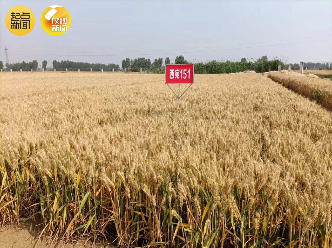 67西北农林科技大学10个小麦品种通过国家审定