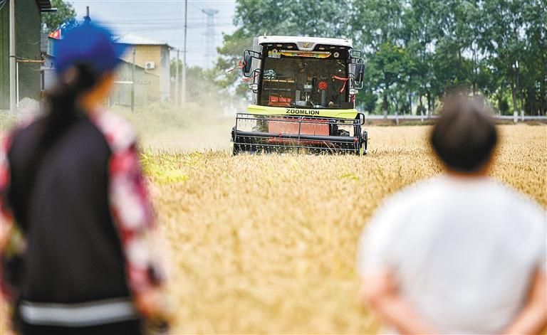 "新麦客" 在金色麦浪里追逐好"丰"景