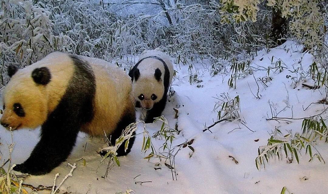 陕西野生熊猫图片